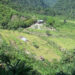 Nyingshingborang residents enjoy bountiful first paddy harvest