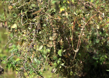 Trashi Yangtse Zorig Chusum helping revive plant pigment extraction for traditional painting