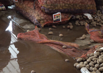 Investigation finds potato rotting at Phuentshogling auction yard not limited to Yusi Maap potato variety