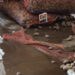 Investigation finds potato rotting at Phuentshogling auction yard not limited to Yusi Maap potato variety