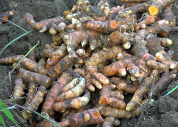 Disappointed with market price, Langchenphu farmers leave turmeric unharvested