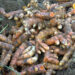 Disappointed with market price, Langchenphu farmers leave turmeric unharvested