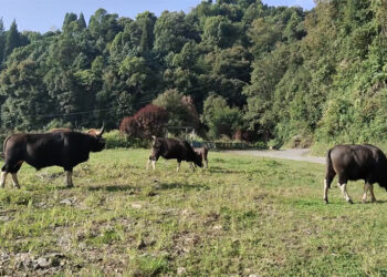 Trong residents in Zhemgang bothered by herd of stray cattle
