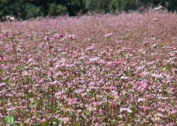 Youth group transforms unused land for agriculture, but water supply a concern