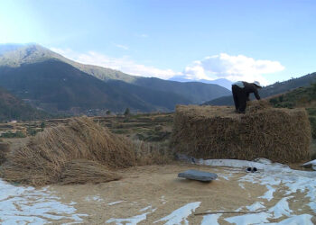 Four Gewogs in Punakha see decline in paddy yield, according to local leaders