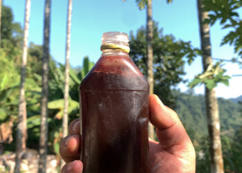 Stingless Bee honey provides income to Lingdaen beekeepers