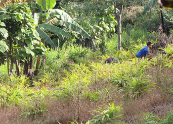 Silambi farmers turn to cardamom farming for commercial purposes