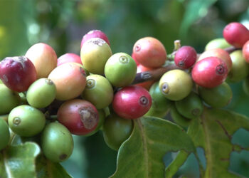Lack of coffee processing knowledge hinders coffee cultivation in Khempagang