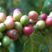 Lack of coffee processing knowledge hinders coffee cultivation in Khempagang