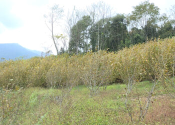 Dagana hazelnut growers ask compensation from Mountain Hazelnuts Venture