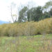 Dagana hazelnut growers ask compensation from Mountain Hazelnuts Venture