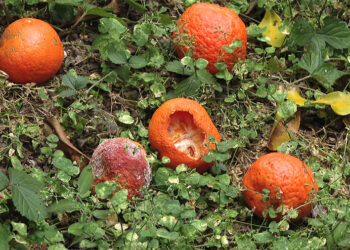 Chines fruit fly affects orange growers in Gongdu Gewog, Monggar