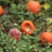 Chines fruit fly affects orange growers in Gongdu Gewog, Monggar