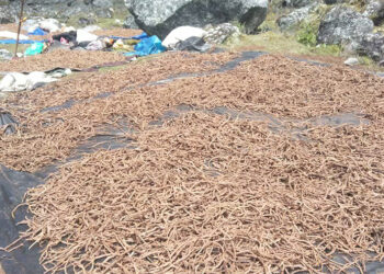 Illegal ‘Puti-Shing’ collection increases in Wangchuck Centennial National Park