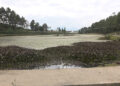 Weeds overpopulate Luetshokha Tsho in Samtengang, Wangdue Phodrang