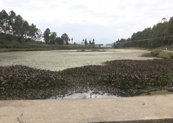 Weeds overpopulate Luetshokha Tsho in Samtengang, Wangdue Phodrang