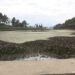 Weeds overpopulate Luetshokha Tsho in Samtengang, Wangdue Phodrang