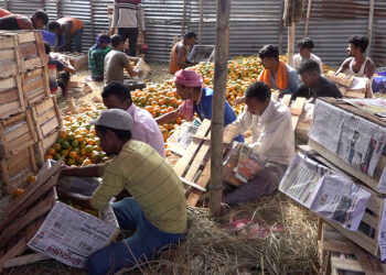 Gelephu orange exporters face wooden crates shortage