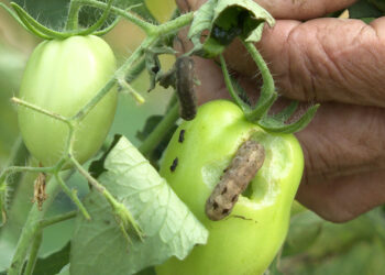 Lone mega greenhouse in Lhamoi Dzingkha Gewog in Dagana struggles with pest infestation