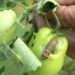 Lone mega greenhouse in Lhamoi Dzingkha Gewog in Dagana struggles with pest infestation