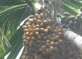 Areca nut business not faring well