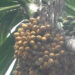 Areca nut business not faring well