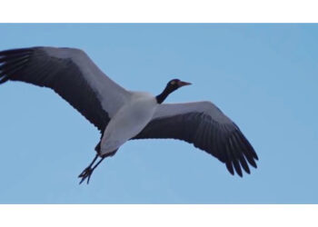 Black-necked Crane population soars by 12 per cent in Bhutan