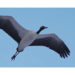 Black-necked Crane population soars by 12 per cent in Bhutan