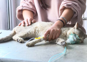 Owners urged to vaccinate cats as feline distemper cases rise in Capital