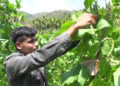 Young farmer thrives in mass bean cultivation venture