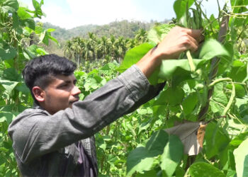 Young farmer thrives in mass bean cultivation venture