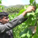 Young farmer thrives in mass bean cultivation venture