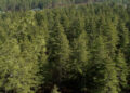 MoENR reevaluates timber export plans, explores domestic market potential