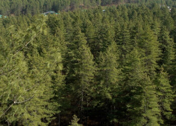 MoENR reevaluates timber export plans, explores domestic market potential