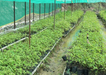 Tackling bamboo shortage through plantation in Pasaphu-Peydung Chiwog, Trashigang