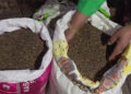 Denchhi Chiwog in Samdrup Jongkhar exports sweet buckwheat to Japan