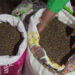Denchhi Chiwog in Samdrup Jongkhar exports sweet buckwheat to Japan