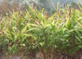 Dingrigang_Lhamoi-Lungm farmers worry over dying cardamom plants, Tsirang