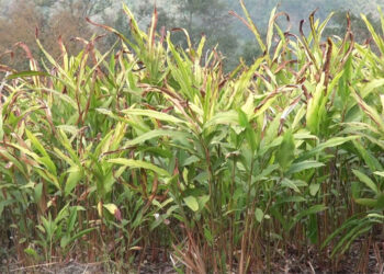 Dingrigang_Lhamoi-Lungm farmers worry over dying cardamom plants, Tsirang