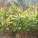 Dingrigang_Lhamoi-Lungm farmers worry over dying cardamom plants, Tsirang