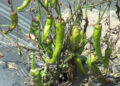 Farmers struggle against insect infestation in Tsirang’s Tashithang Chiwog