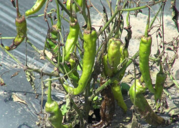 Farmers struggle against insect infestation in Tsirang’s Tashithang Chiwog