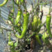 Farmers struggle against insect infestation in Tsirang’s Tashithang Chiwog