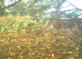 Leopards sightings spark fear among Norbugang residents, Samtse