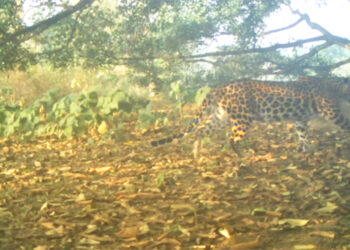 Leopards sightings spark fear among Norbugang residents, Samtse
