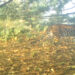 Leopards sightings spark fear among Norbugang residents, Samtse