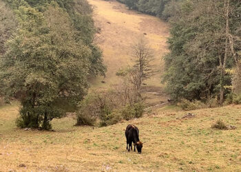 Tigers and Humans: farmers in Nubi Gewog embrace pasturelands to protect livestock