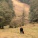 Tigers and Humans: farmers in Nubi Gewog embrace pasturelands to protect livestock