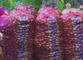 Low price of areca nut leads to delayed harvesting in Samdrup Jongkhar