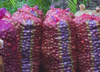 Low price of areca nut leads to delayed harvesting in Samdrup Jongkhar